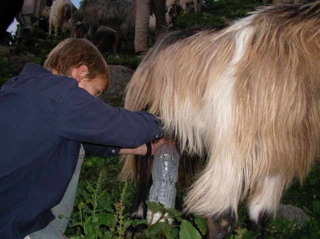 Kashmir Shepherd Life: A Gujjar–Bakarwal Learning Journey with Yousuf